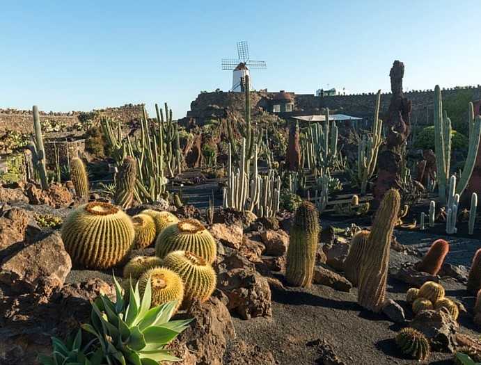 Jardín de Cactus