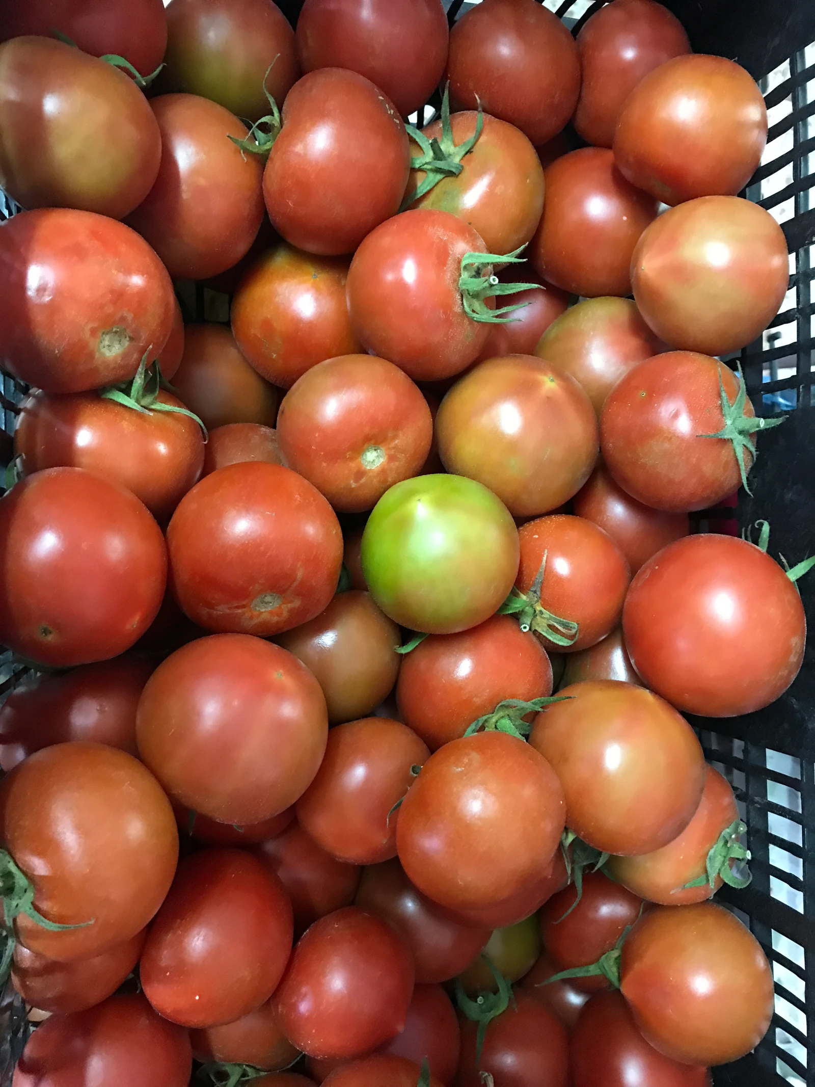 Locally grown Lanzarote tomatoes
